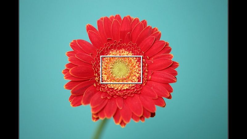 An image of a flower in Live View mode with autofocus point in the middle of it.