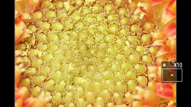 The same image with 10 times magnification applied.