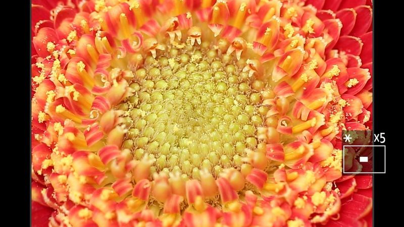 The same image with 5 times magnification applied.
