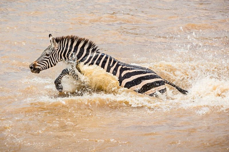 A zebra running through water.