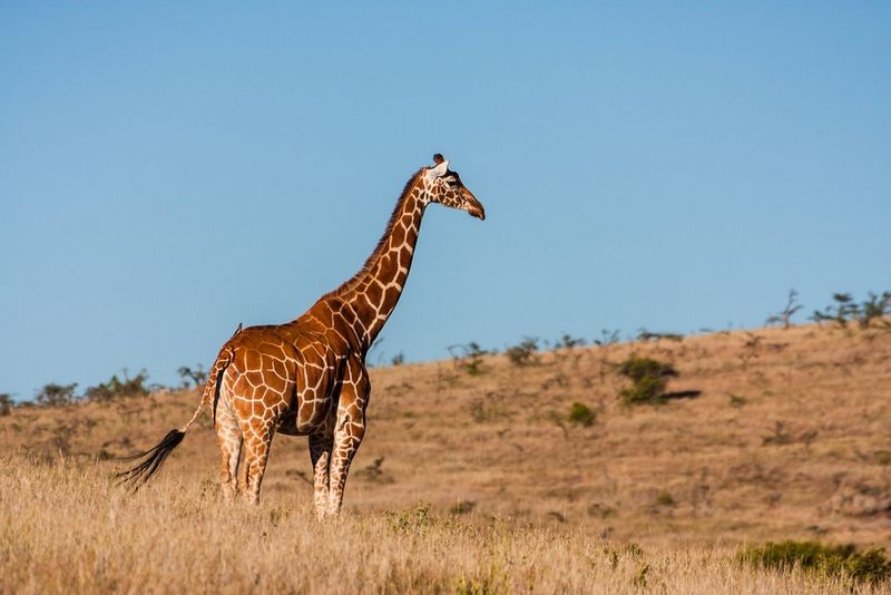 A zebra standing in the grass.