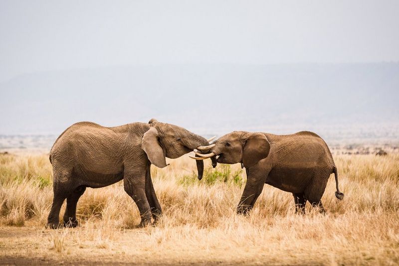 Two elephants fighting.