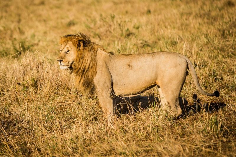 A lion standing in the grass.