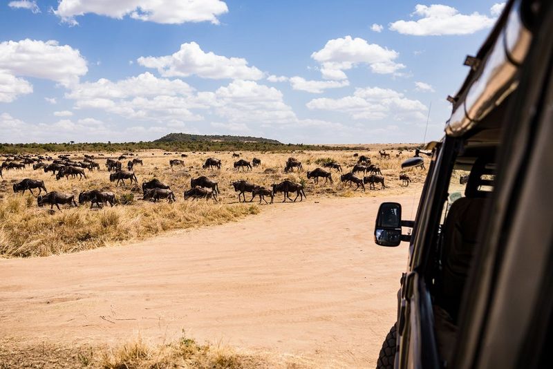 A view of safari from a car.