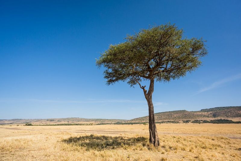 A tree in a middle of a safari landscape.