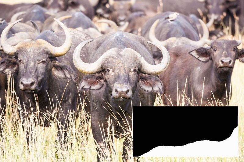 Uno scatto sovraesposto di un bufalo africano, con un istogramma che presenta un picco all'estremità destra.