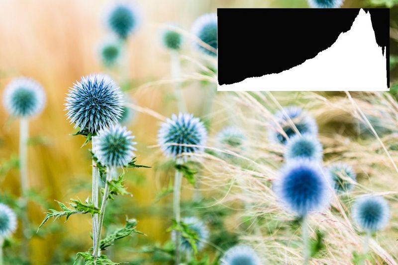 Изображение полевых цветов крупным планом; гистограмма сильно смещена в правую сторону (к засветке).