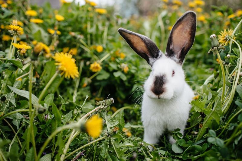 דיוקן של ארנב מחמד היושב על הדשא.