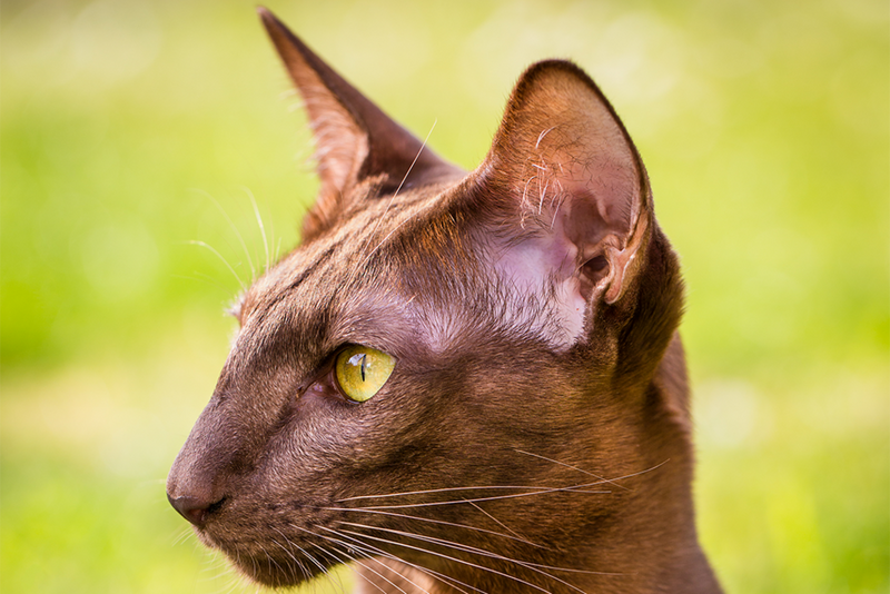 Retrato de un gato con pelaje más oscuro. La exposición de la imagen se ha corregido.