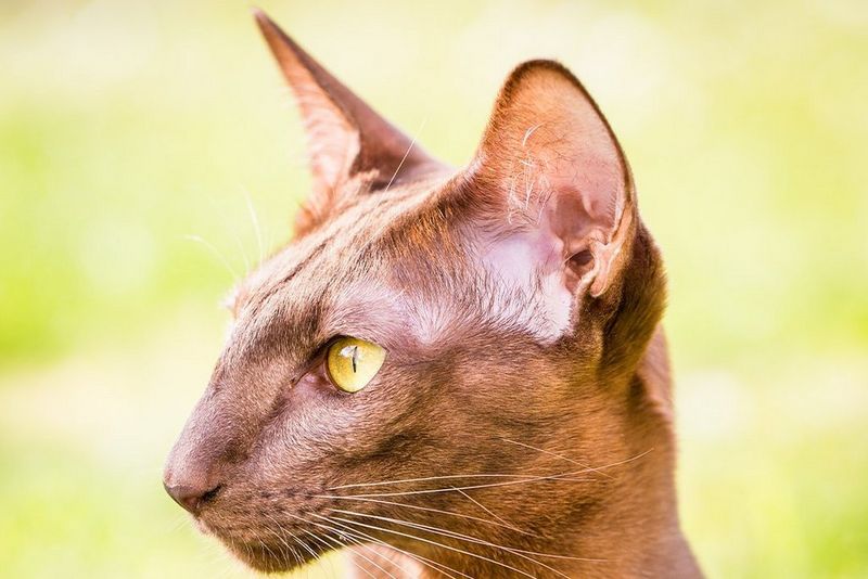Retrato de un gato con pelaje más oscuro. La imagen está sobreexpuesta.