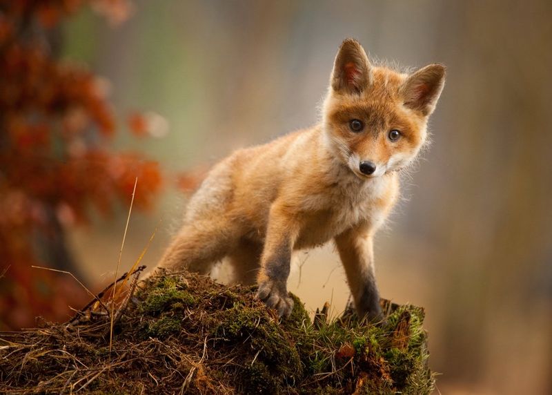 A fox cub standing on a mossy mound, photographed with a Canon EOS R System camera and lens with image stabilisation to ensure a sharp image.