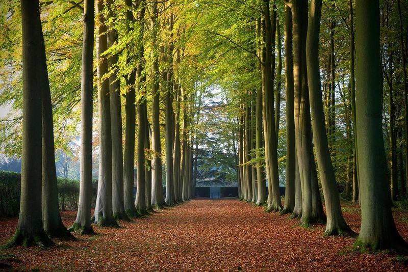An alley surrounded by trees from both sides with sharp focus all the way from foreground to background.
