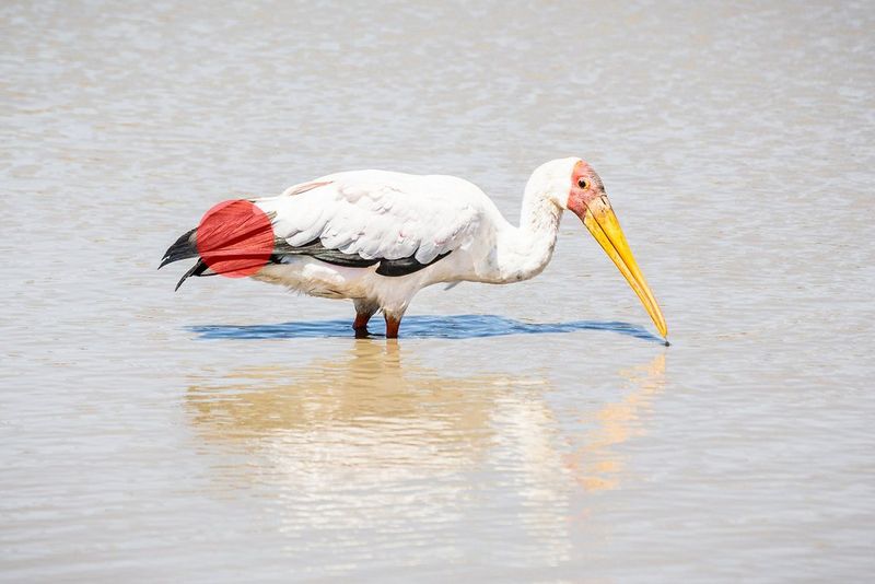 Etwas überbelichtetes Bild eines Nimmersatts, mit den Beinen fast vollständig im Wasser und mit einem roten Punkt auf den schwarzen Schwanzfedern, der angibt, wo der Spot-Messbereich liegt.
