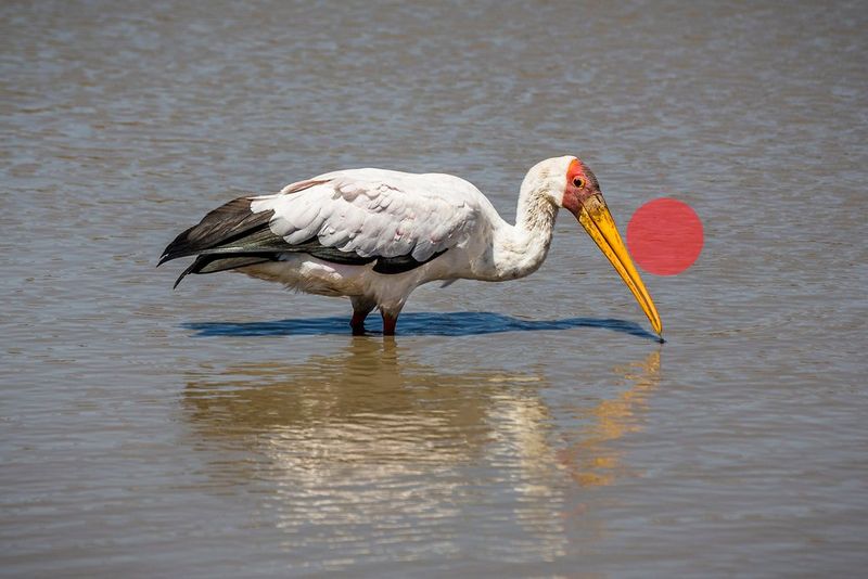 Gut belichtetes Bild eines Nimmersatts, der durch Wasser stakt, mit einer roten Markierung auf dem Wasser direkt neben dem Vogel, die den Bereich der Spotmessung angibt.