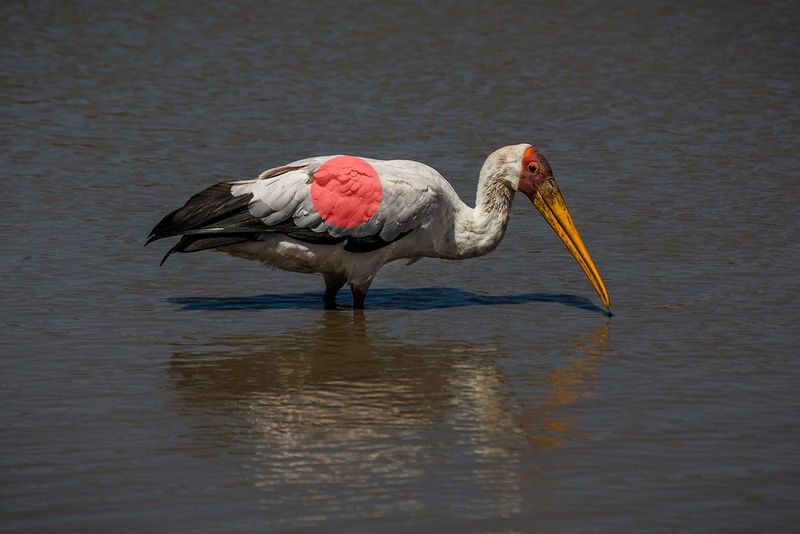 Unterbelichtetes Bild eines Nimmersatts, der durch Wasser stakt, mit einer roten Markierung auf dem weissen Körper des Vogels, die den Bereich der Spotmessung angibt.