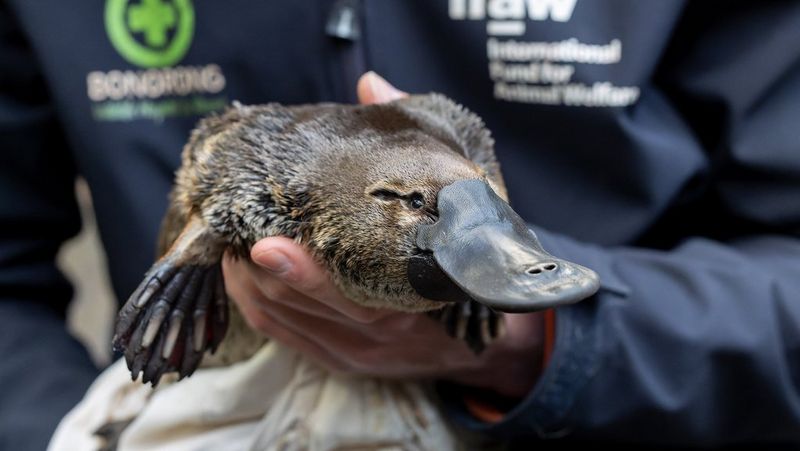 A platypus is held in the left hand of an unidentifiable person in blue overalls.  