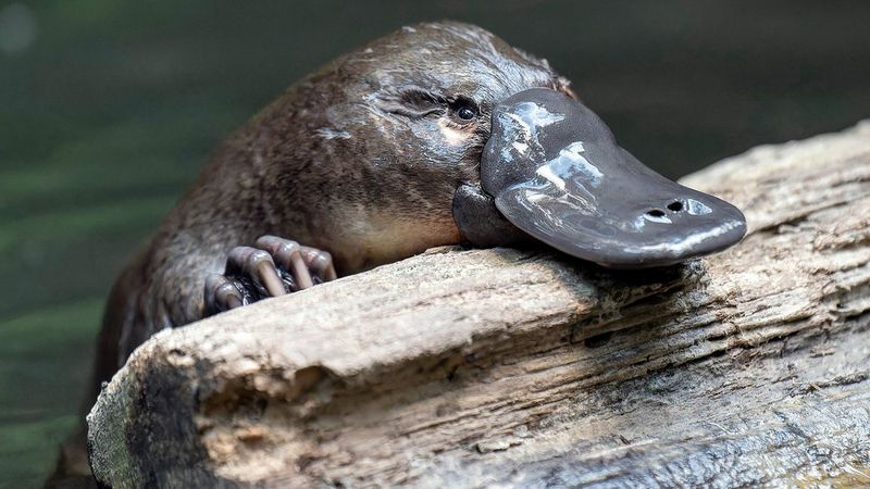 The head and paw of a platypus as it peeks over a log.