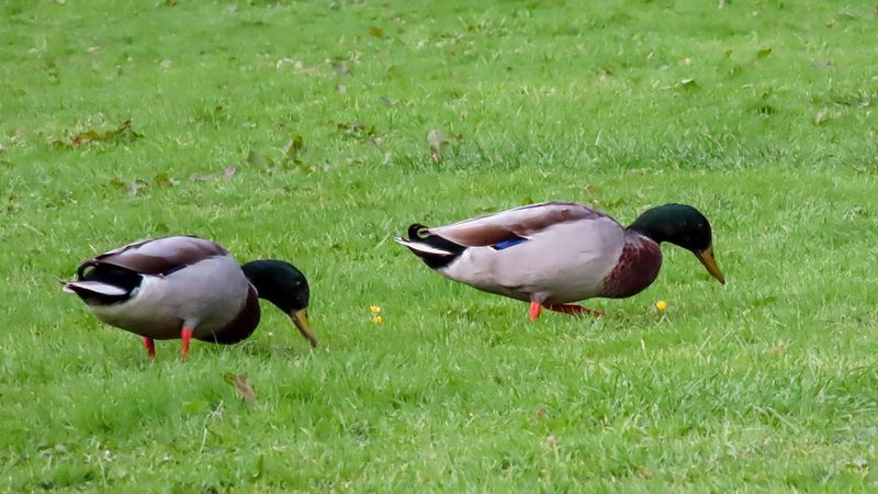 Kapesní fotoaparát PowerShot, se kterým vždy můžete fotografovat zblízka