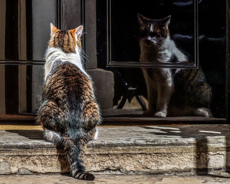 A cat sitting on a step looking at a reflection of itself