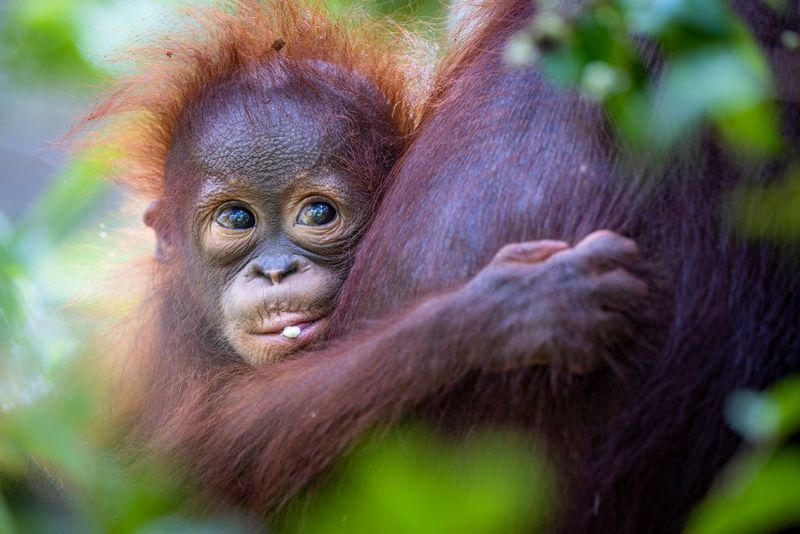  A young orangutan clings to an adult and looks cautiously around the adult's shoulder.