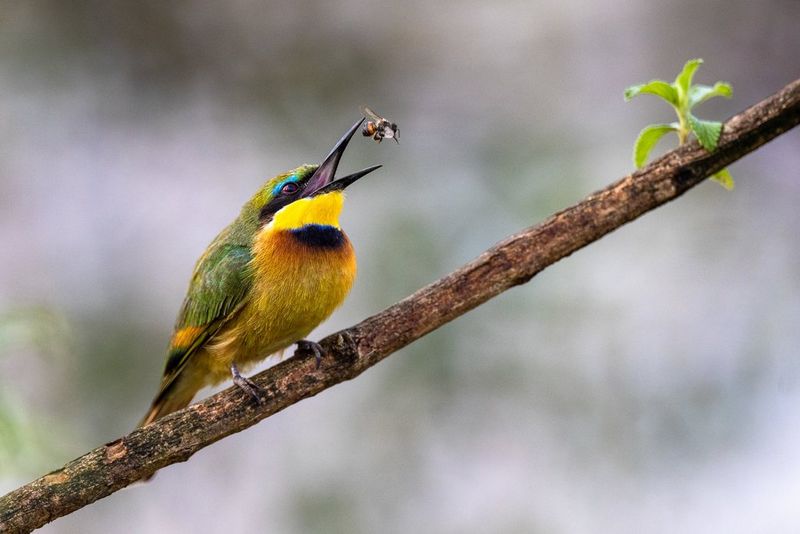 A tiny brightly-coloured bird, a Little Bee-eater, on a branch with an insect in flight just in front of its open beak.