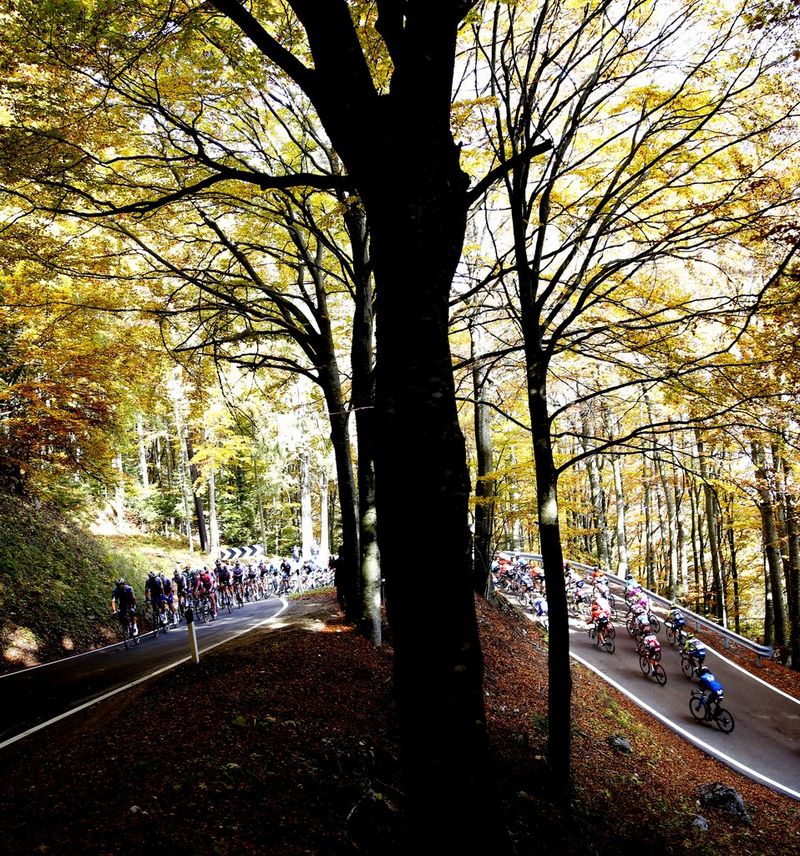 Packs of competing cyclists pedal along two roads divided by a line of tall trees. 