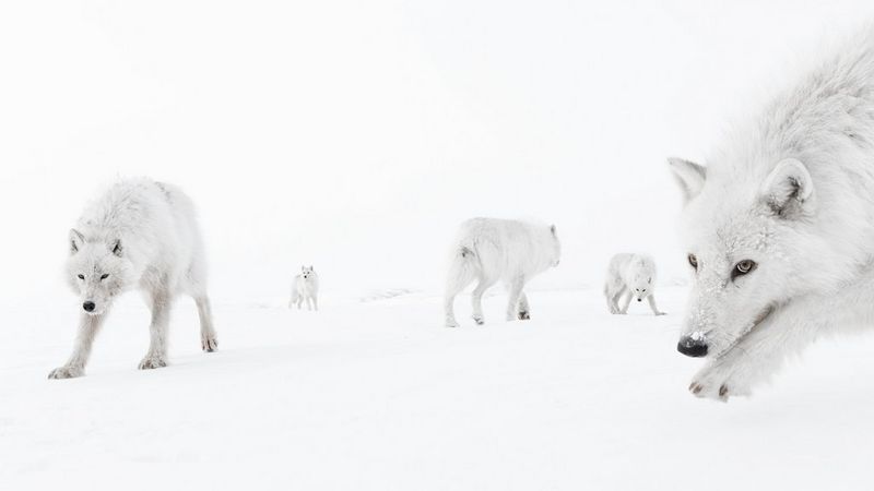 A pack of Arctic wolves prowling in the snow.