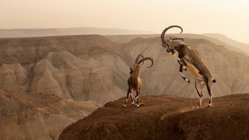 Two Nubian ibex battle it out on the edge of a cliff with a dramatic mountain backdrop.