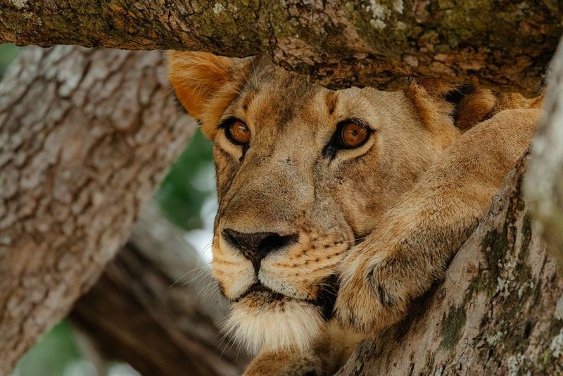 A close-up portrait of a lioness resting on a tree branch, framed by surrounding branches.