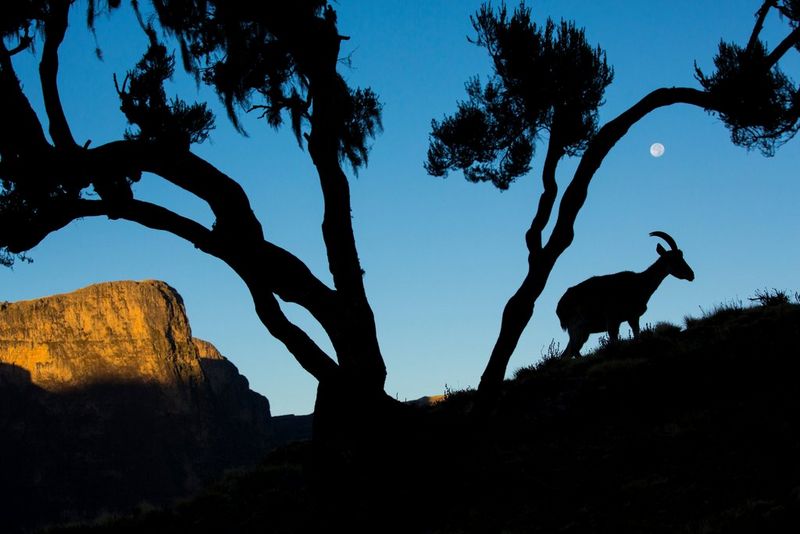 An ibex and the branches of a tree silhouetted against the evening sky. 