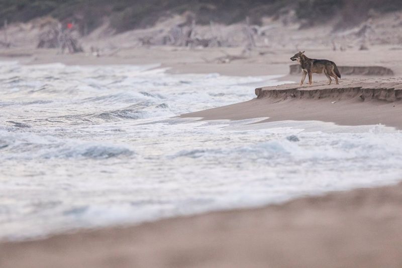 A lean Apennine wolf stands on a beach looking out to sea.