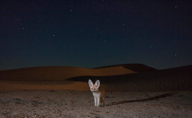 A nighttime shot of a fennec fox in a starlit desert.