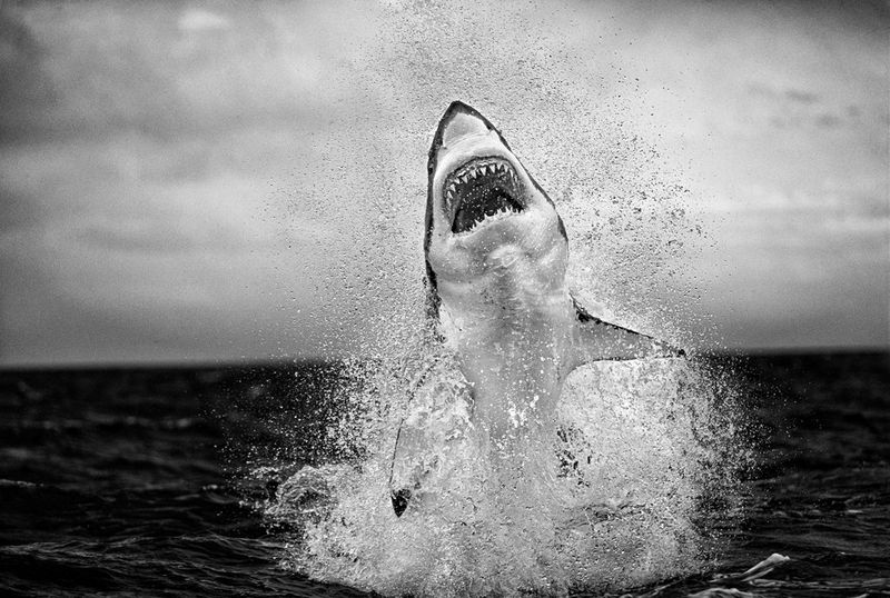 Une image en noir et blanc d'un très grand requin blanc jaillissant de l'eau.