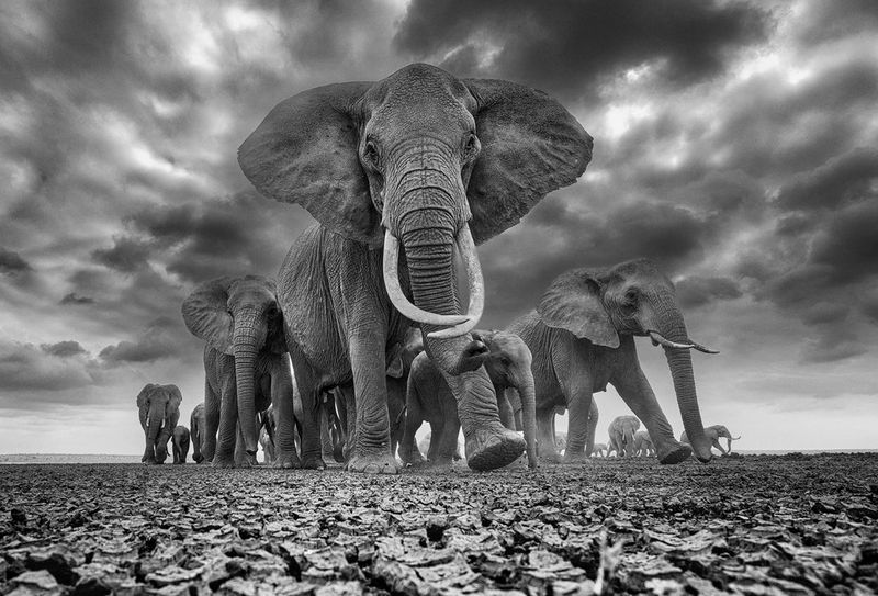Elephants traverse cracked, dusty ground, the matriarch at the front of the herd staring defiantly at the camera.