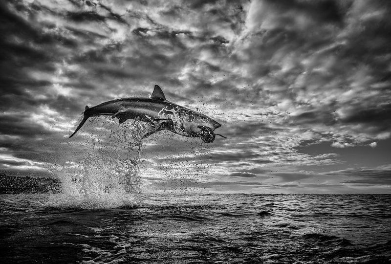 Une image en noir et blanc d'un grand requin blanc en chasse sautant 3 m au-dessus de l'eau.