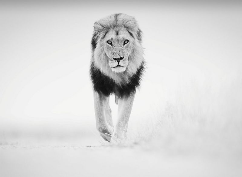 A black and white image of a lion pacing towards the camera looking straight at the lens.