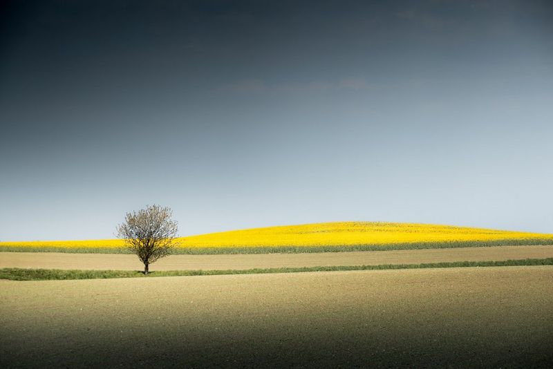 A solitary tree standing against graphic layers of fields and a vivid yellow horizon.