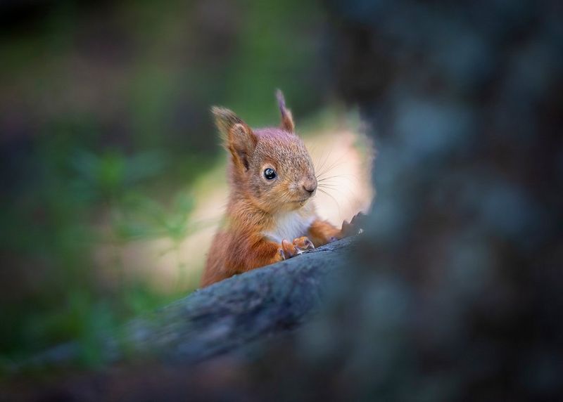 A baby red squirrel peers over a tree branch in a photo taken by Canon Ambassador Dani Connor with a Canon EOS 5D Mark IV.