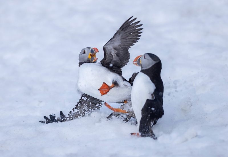 Two puffins fight in the snow in a photo taken by Canon Ambassador Dani Connor with a Canon EOS R5.