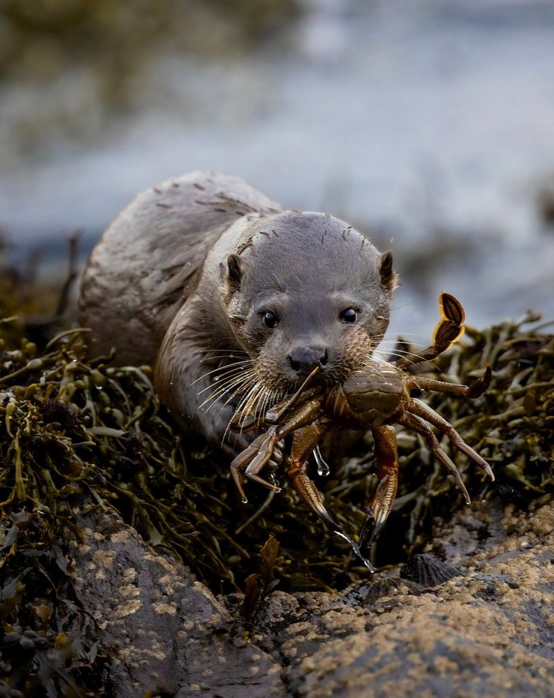 A young otter with a crab in its mouth in a photo taken by Canon Ambassador Dani Connor with a Canon EOS R5.