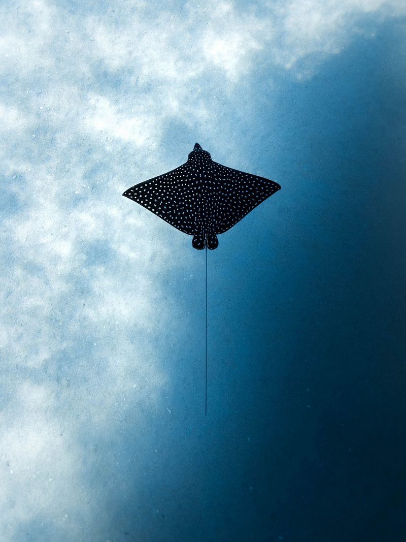 An underwater photo of a ray, taken by Canon Ambassador Dani Connor with a Canon EOS R5.