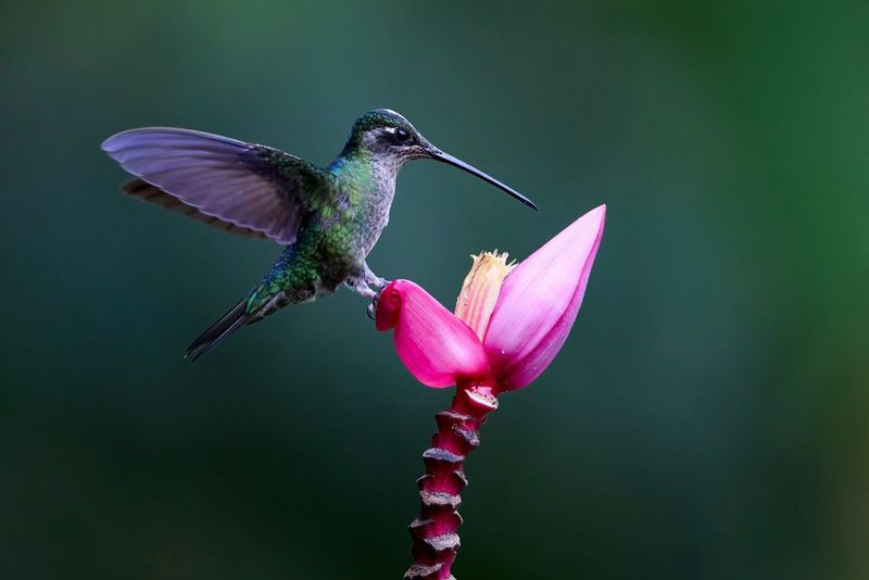 A rufous-tailed hummingbird perched on the bright pink petal of a banana flower.