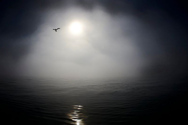 A gannet silhouetted against a hazy sky, as the sun shines through mist coming in off the sea, in a photo taken on a Canon EOS-1D X by Ellie Rothnie. 