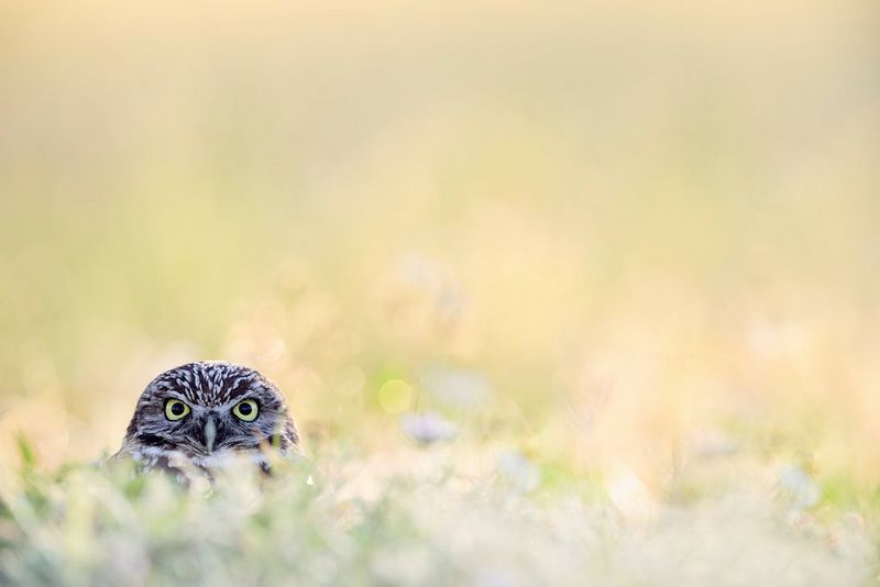 The head of a burrowing owl with bright yellow eyes, framed by sunlit grasses.