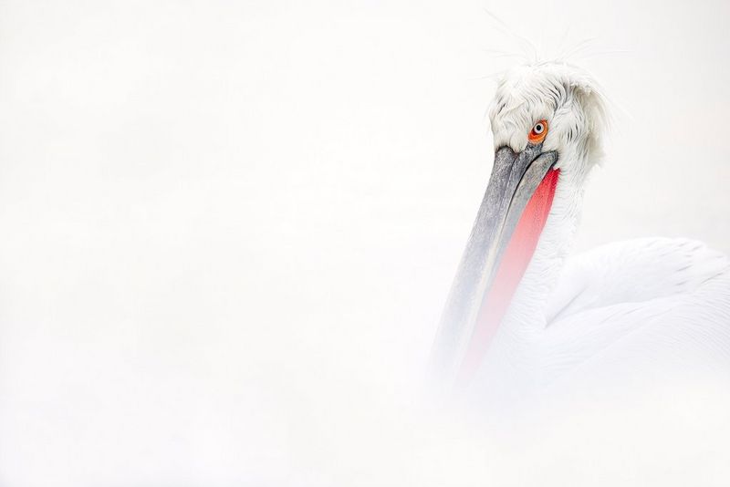 A close-up of a Dalmatian pelican amidst mist. Taken on a Canon EOS-1D X Mark III by Ellie Rothnie.  