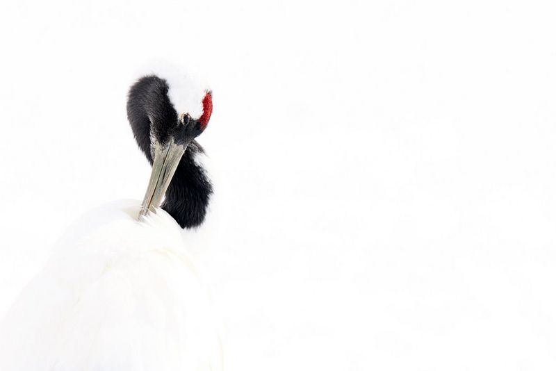 A Japanese red-crowned crane preening itself against a white, wintry background.