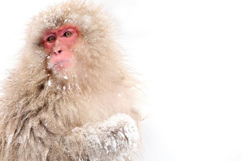 A snow-dusted Japanese macaque against a white, wintry background.