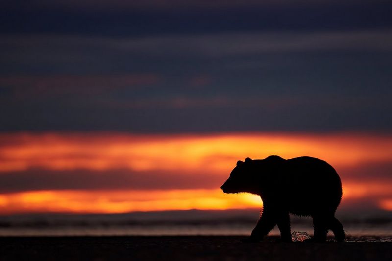 An Alaskan Peninsula brown bear walking under an orange and dark blue sky, only its silhouette visible. Taken on a Canon EOS-1D X Mark III by Ellie Rothnie.
