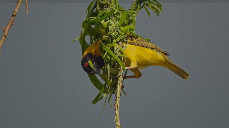 Un oiseau tisserin construisant son nid, suspendu à une branche. Image tirée de Backyard Wilderness de Hans Ngoteya.