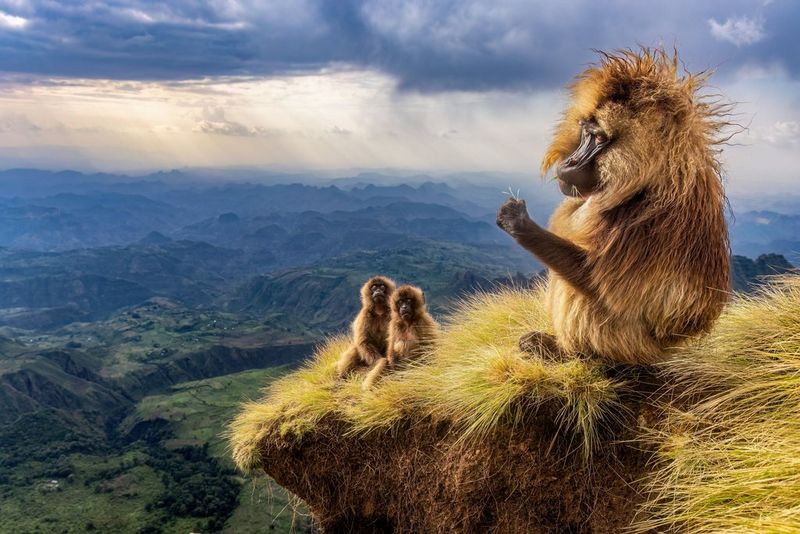 Three Geladas on a mountain top in the Simien Mountains, Ethiopia with the sun rays beaming through the clouds in the background. Captured on an EOS R5 by Canon Ambassador Amit Eshel